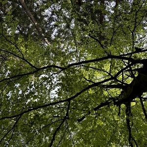 WaldWE