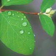 Neue 'Messe für die Bewahrung der Schöpfung' / © GLady / www.pixabay.com Neue 'Messe für die Bewahrung der Schöpfung'