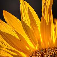 Sonnenblume