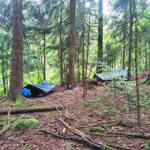 WaldWE