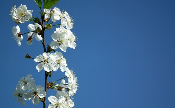 Kirschblüte