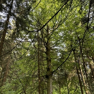 WaldWE