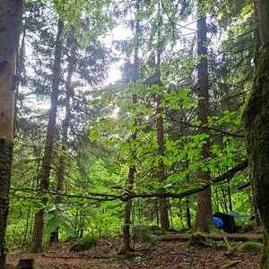 WaldWE